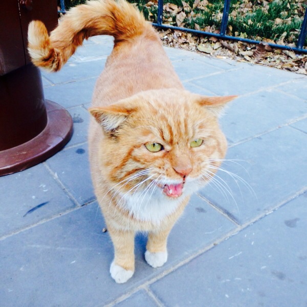 Denne katten var en av disse "crazy dancers" som vi så i parken rundt Temple of Heaven