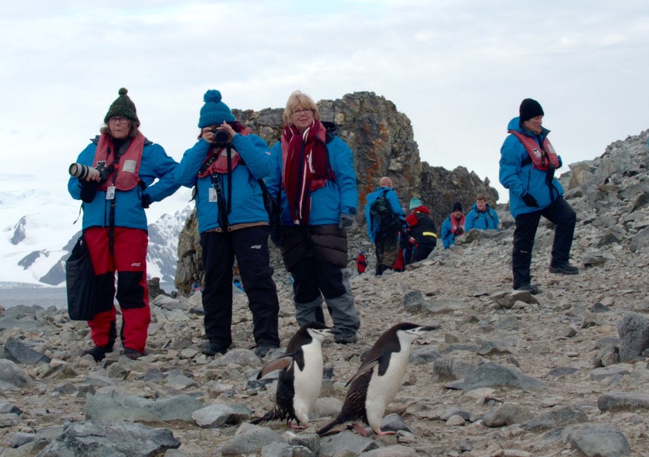 Ringpingviner på Half Moon Island