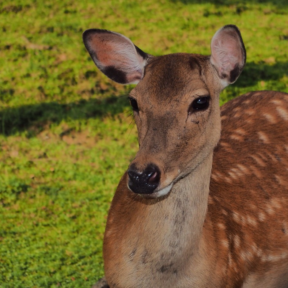 Første møte med dådyr